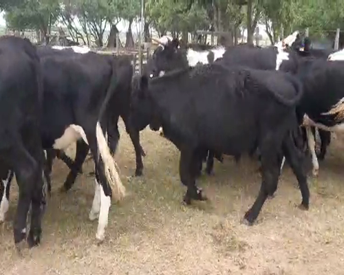 Lote 23 Novillos 1 a 2 años ANGUS Y CRUZAS a remate en Pantalla Camy 270kg - , San José