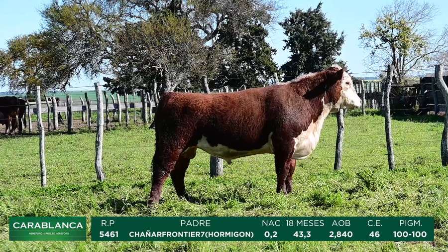Lote Carablanca