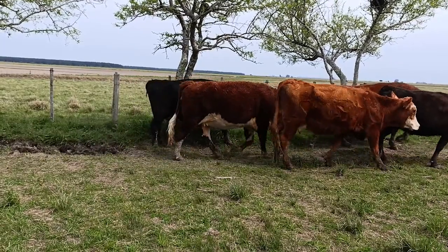 Lote 41 - VIENTRES PREÑADOS