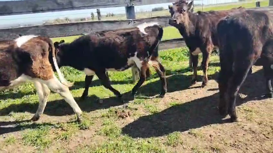 Lote 7 Terneras a remate en Pantalla Aniversario - Escritorio Camy, San José