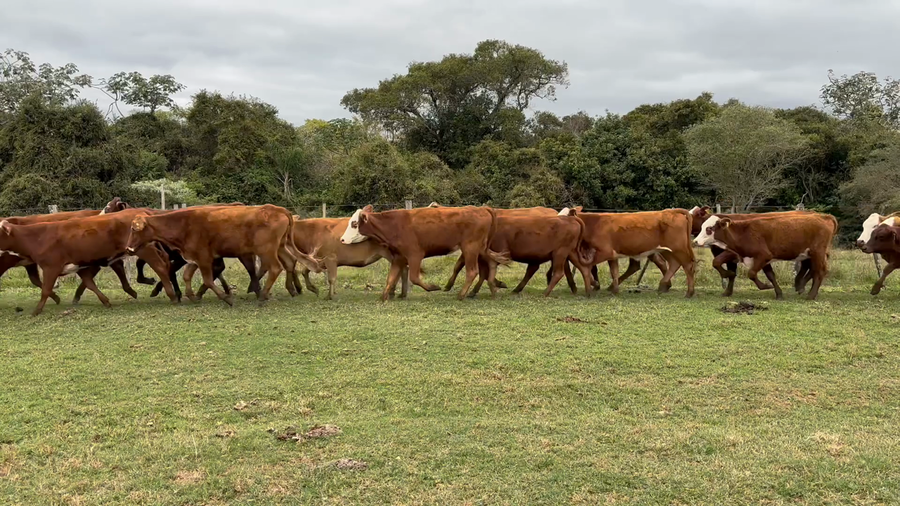 Lote 45 Vaquillonas en Corrientes, Santo Tomé