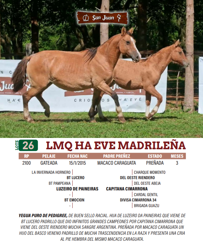 Lote LOTE 26