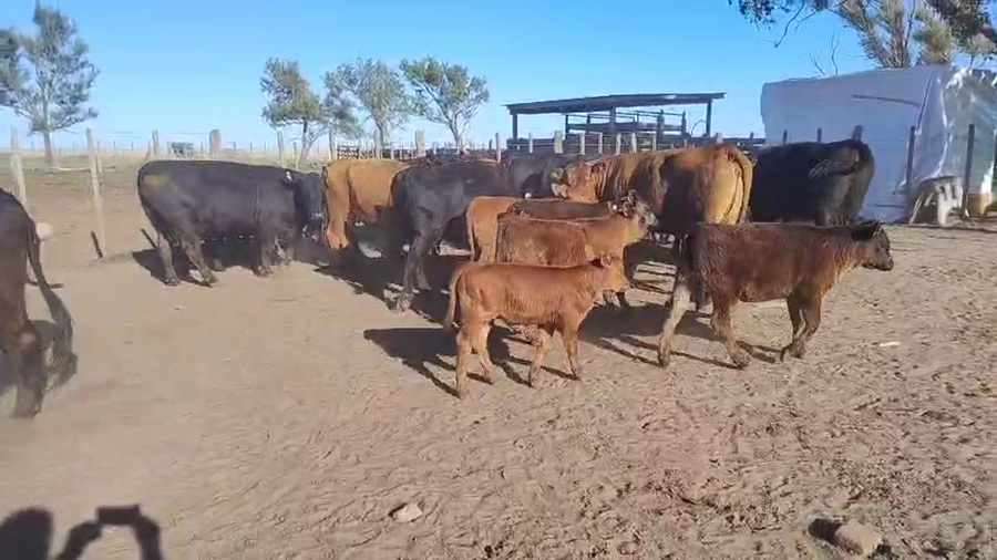 Lote 40 Vacas CUT c/cría