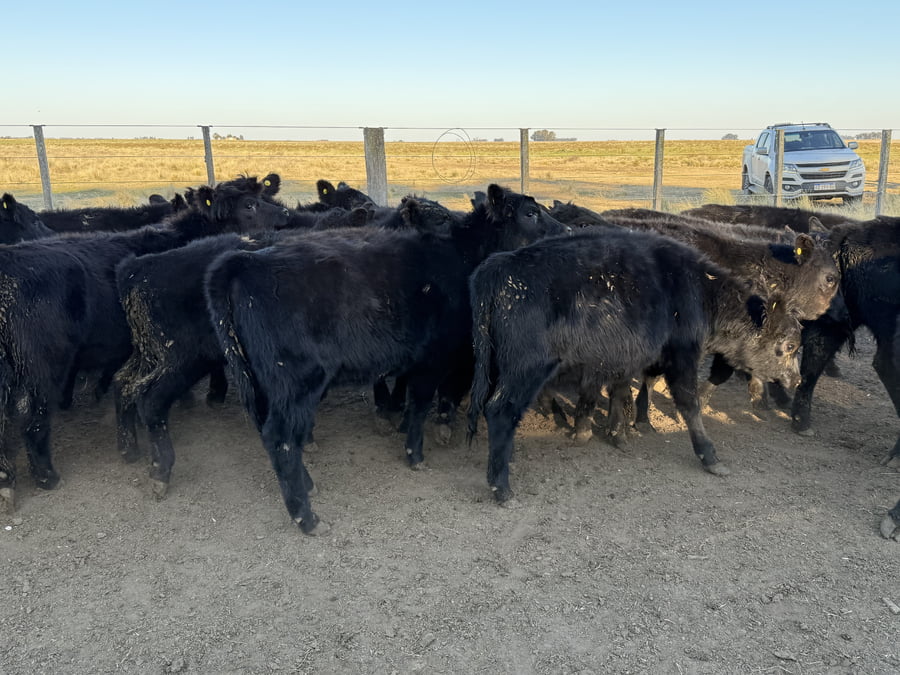 Lote 25 Terneros/as en Buenos Aires, Tres Arroyos