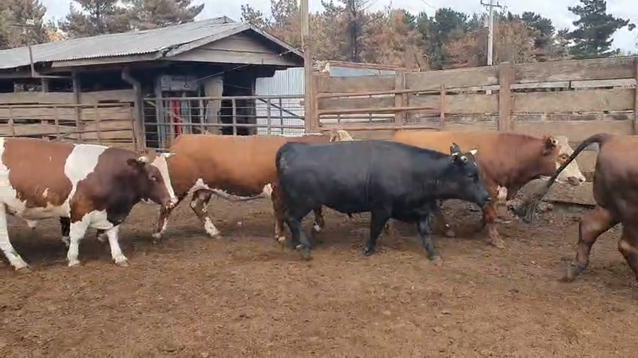 Lote 20 Novillo Gordo en Los Ángeles, VIII Región Biobío