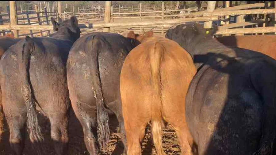 Lote 40 Novillo Gordo en Melipilla, Región Metropolitana