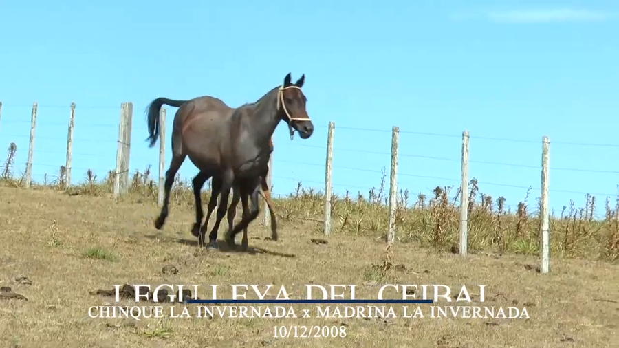 Lote Legu Leya Del Ceibal