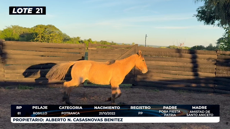 Lote LOTE 21 - DE CAMPO