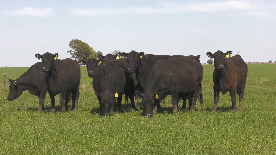 Lote VACAS  ANGUS NEGRO  PC  C/ GTIA DE PREÑEZ PARICIÓN PRIMAVERA