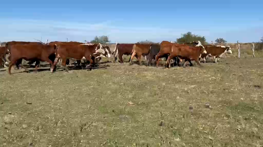 Lote 150 Novillos en Corrientes, Mercedes
