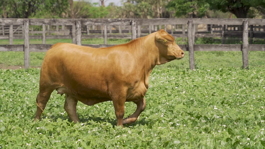 Lote VAQUILLA BRANGUS