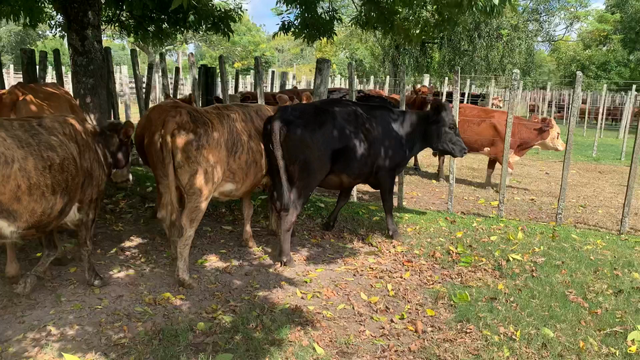 Lote 6 Vacas de Invernada