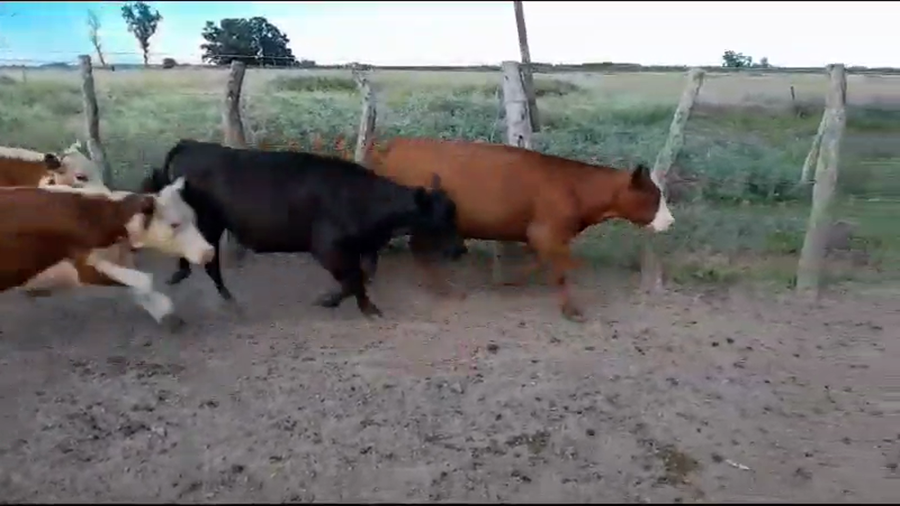 Lote 110 Terneros en San Jaime, Entre Ríos