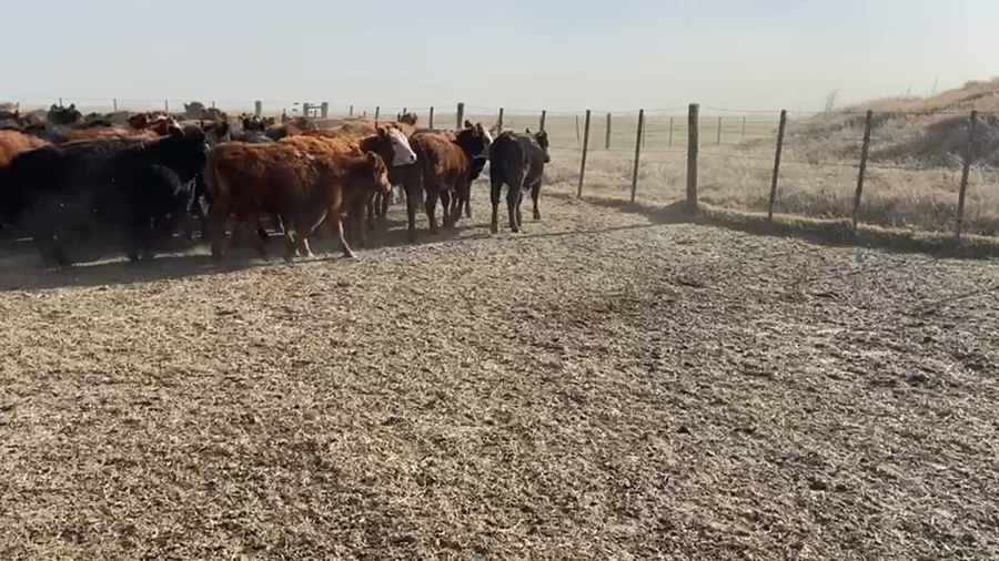 Lote 112 Terneras en Carlos Tejedor, Buenos Aires