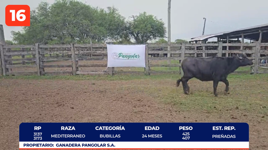 Lote LOTE 16