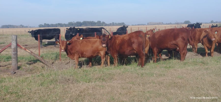 Lote 36 Vacas nuevas C/ gtia de preñez en Buenos Aires, Tapalqué