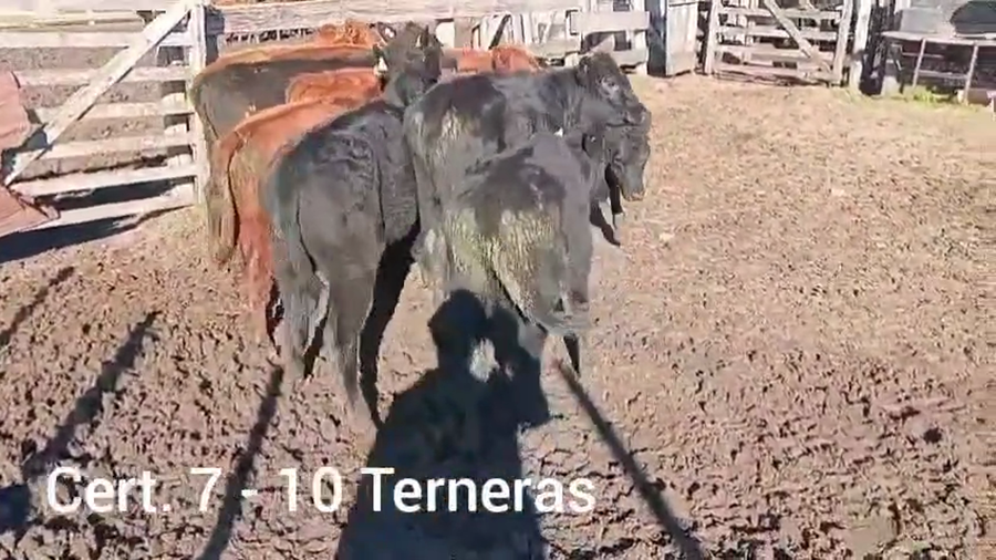 Lote TERNERAS
