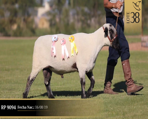 Lote Borregas a remate en Cabaña Las Brujas, San José