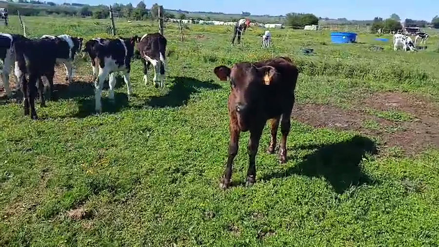 Lote 7 Terneros a remate en Pantalla Camy, San José