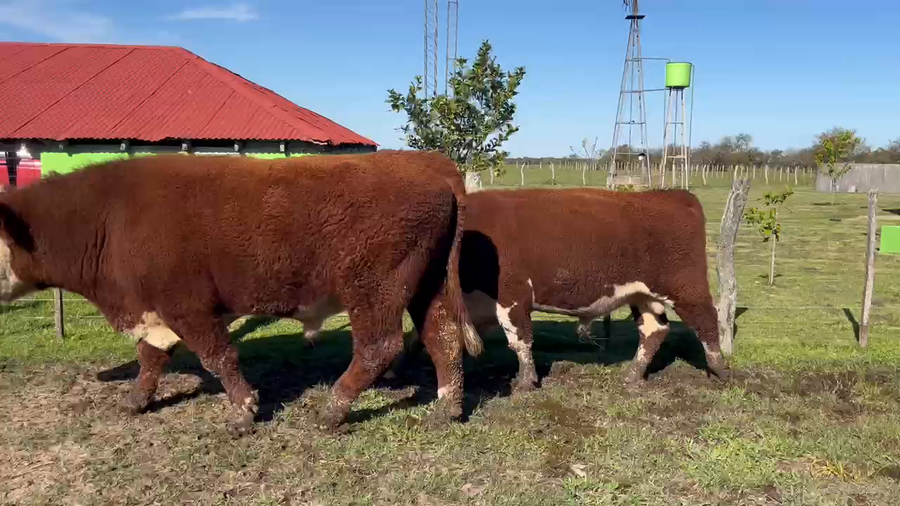 Lote 4 Toros en Corrientes, Curuzú-Cuatiá