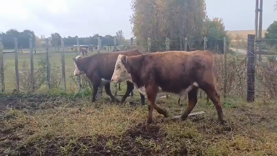 Lote (Vendido)2 Terneros Polled Hereford a remate en #45 Pantalla Carmelo  300kg -  en Nueva Helvecia
