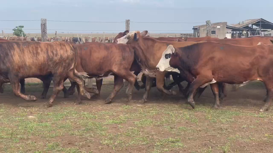 Lote 80 Novillos en Santo Tomé, Corrientes