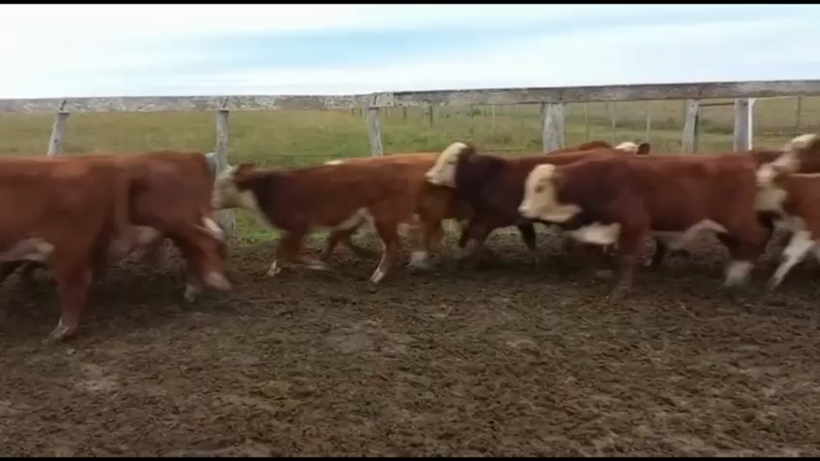 Lote 67 Terneros en San Salvador, Entre Ríos