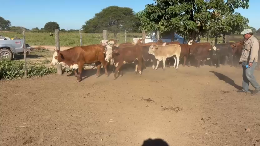 Lote 100 Terneras en Chaco, Gral. San Martín