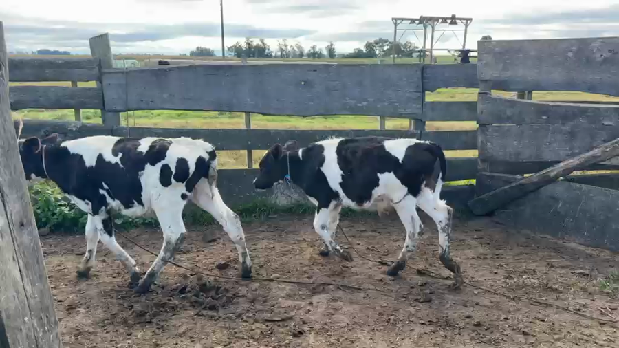 Lote TERNEROS