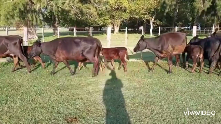 Lote 28 Vacas Usada  con cría en Gral. Paz, Buenos Aires