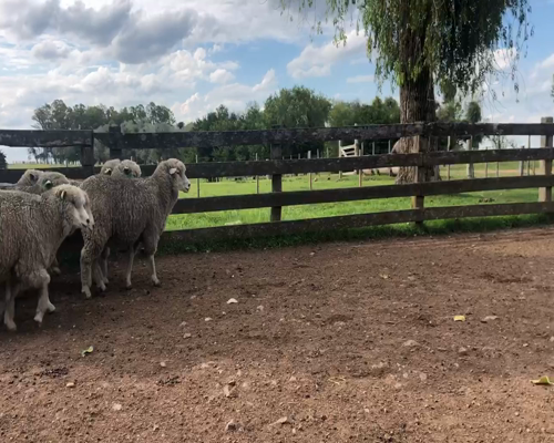 Lote 11 Borregas en Cerro Largo, Cerro Largo