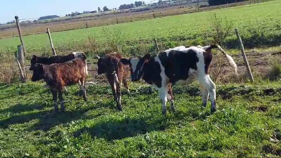 Lote 4 Terneros Holandos a remate en Pantalla Aniversario - Escritorio Camy en Italia