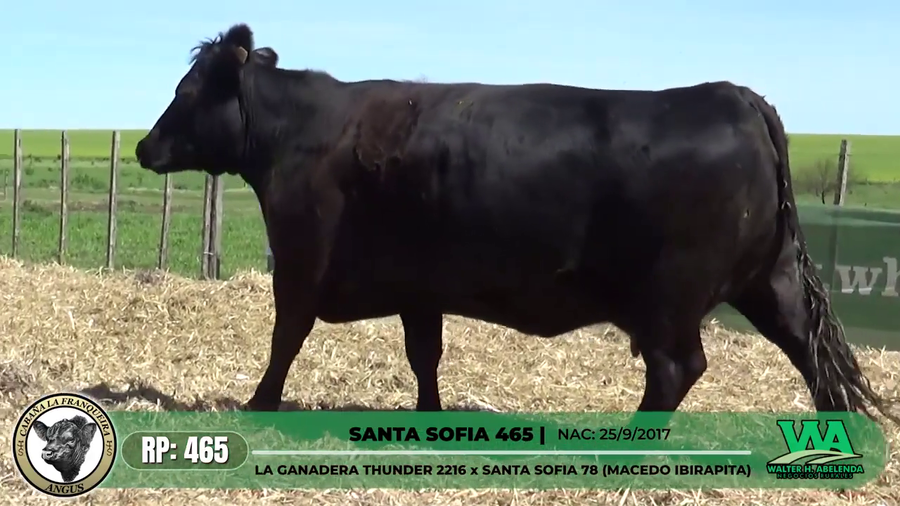 Lote SANTA SOFIA 465