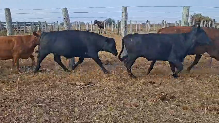 Lote 29 Vacas CUT preñadas