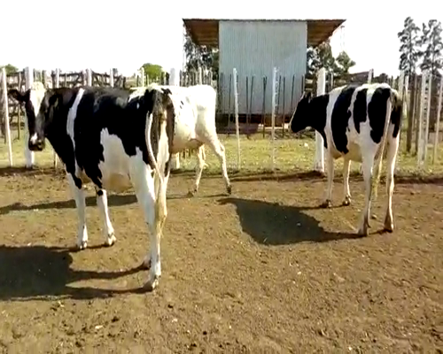 Lote VAQUILLONA PREÑADA