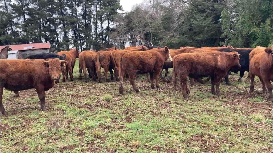 Lote 27 Novillo Engorda en Frutillar, X Región Los Lagos