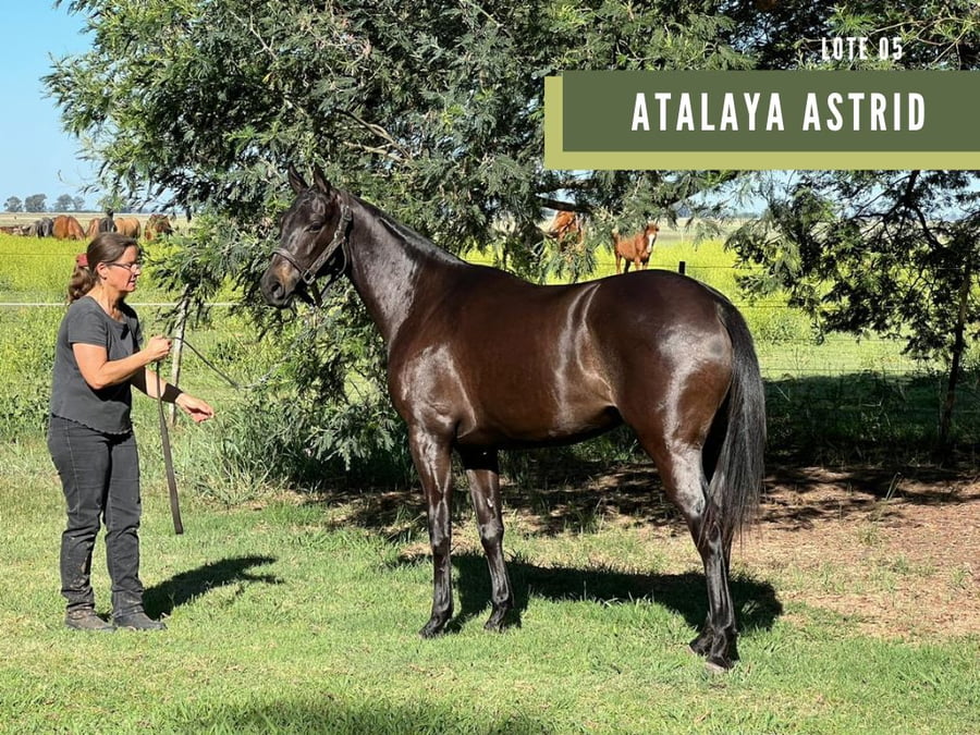 Lote ATALAYA ASTRID (CHAPALEUFU NOCTURNO - ATALAYA SHIVA)