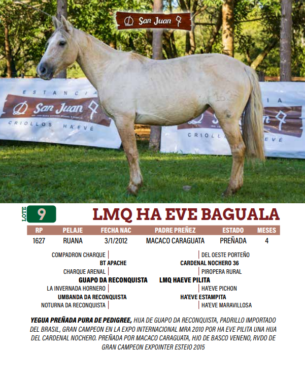 Lote LOTE 9