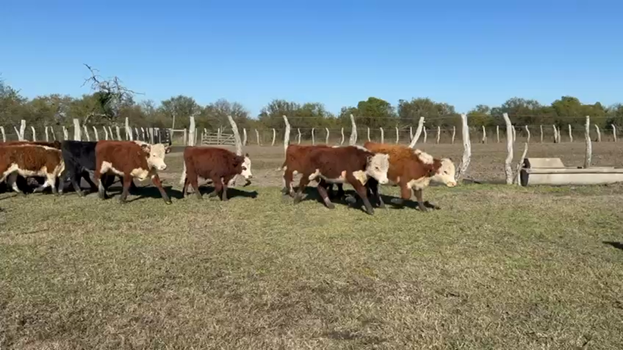 Lote 60 Terneros