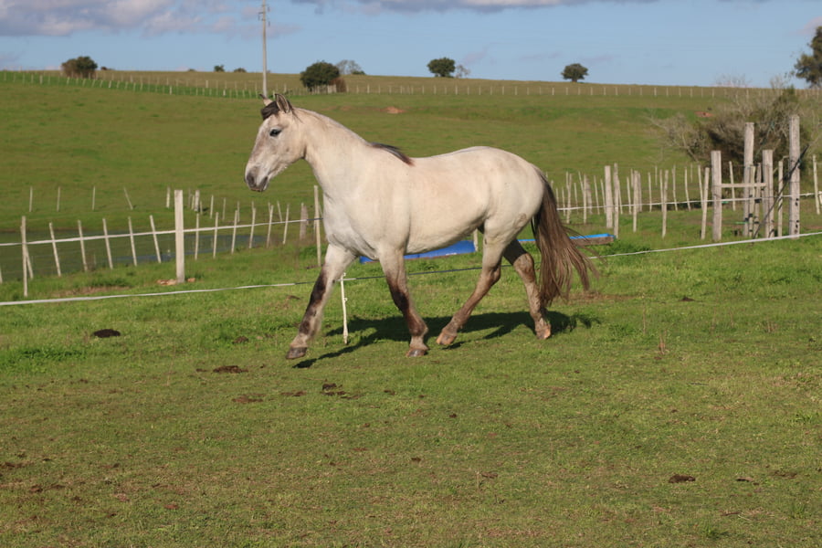 Lote SANTA GLORIA CHIMBA