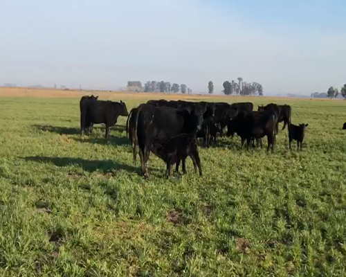 Lote VACAS ANGUS NEG. C/CRIA