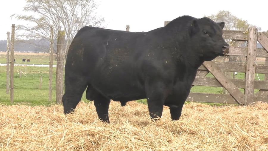 Lote TOROS PUROS POR CRUZA