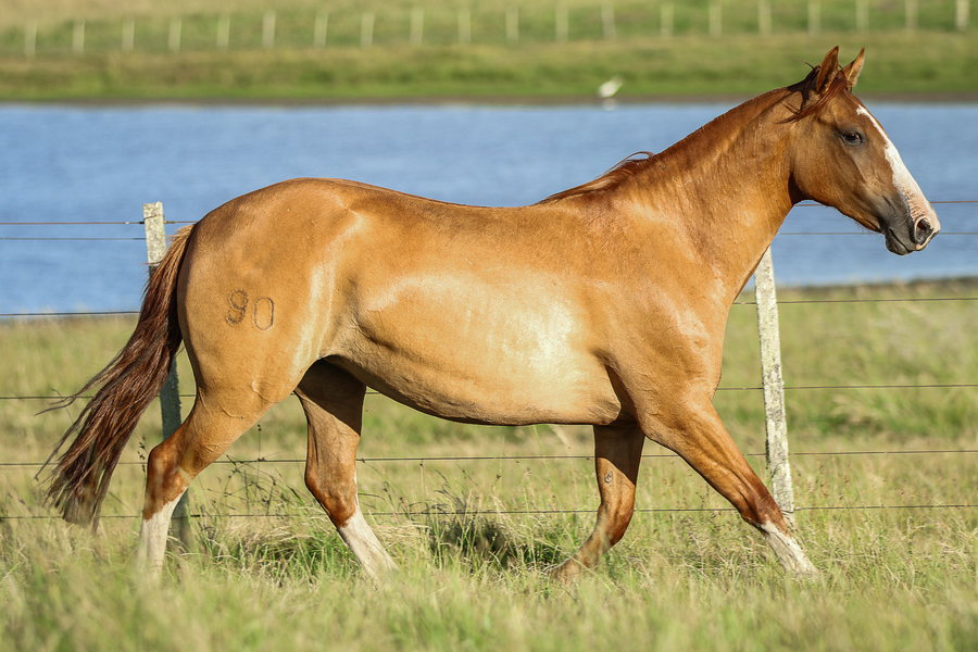 Lote CATANDUVA JUANA LA LOCA