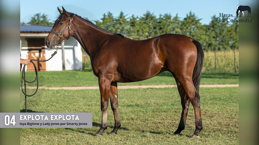 Lote EXPLOTA EXPLOTA