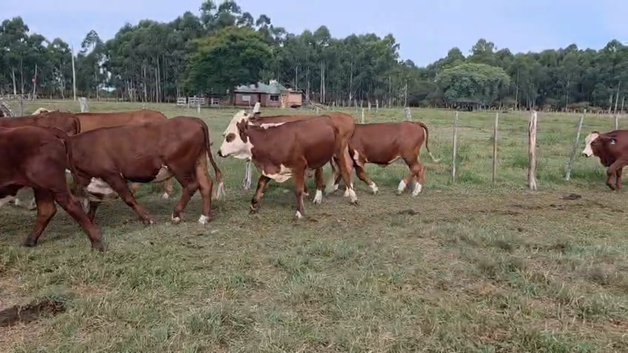 Lote 61 Novillitos en Corrientes, Mercedes