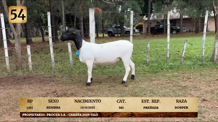 Lote LOTE 54