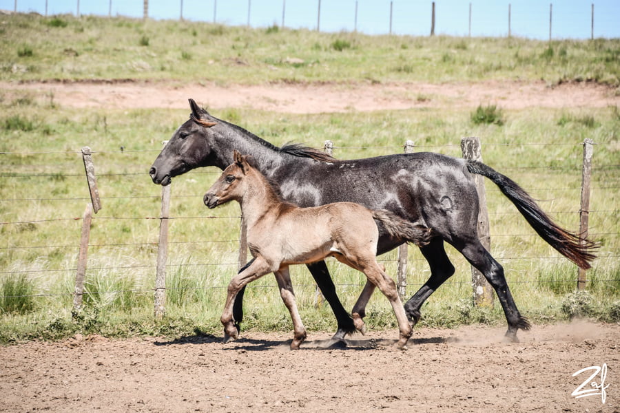 Lote CAMPANITA GAITERA