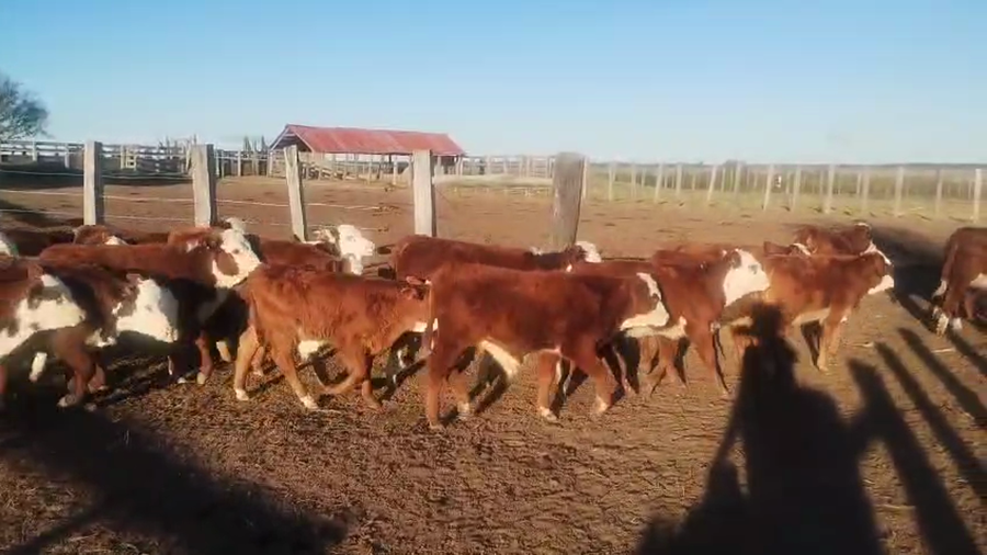 Lote 50 Terneros/as en Corrientes, Juan Pujol