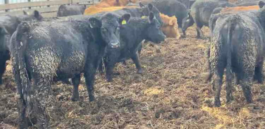 Lote 18 Vaquilla Gorda en Río Bueno, XIV Región Los Ríos