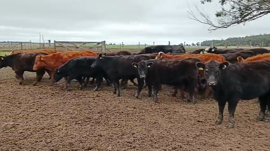 Lote 72 Terneras en Buenos Aires, Balcarce